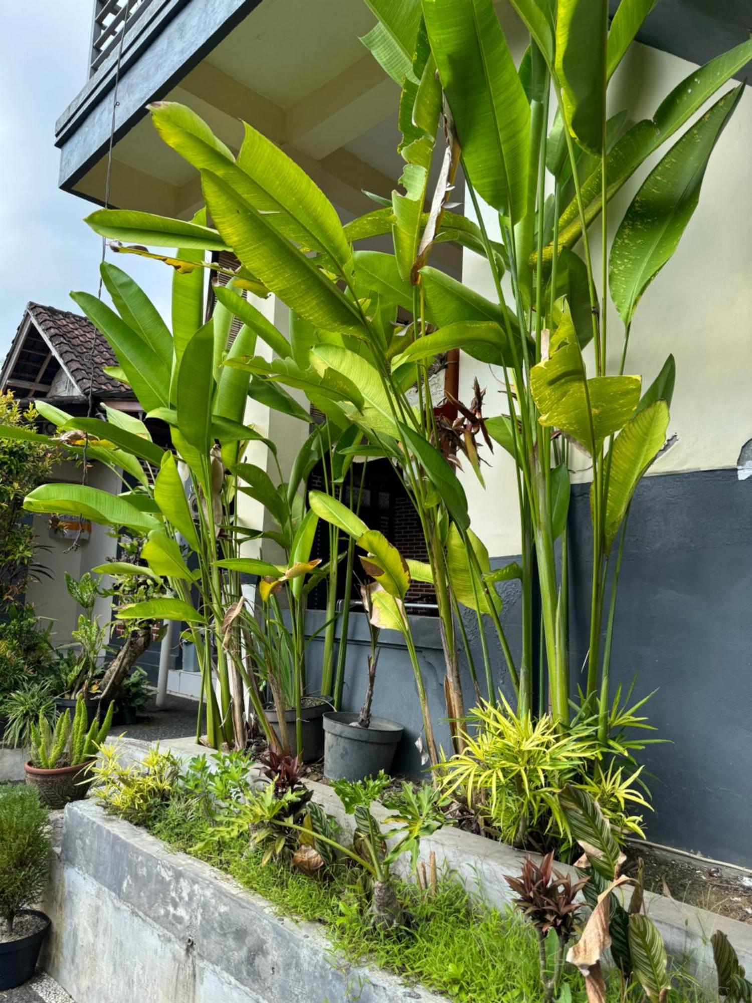 Rama Homestay Ubud Kültér fotó